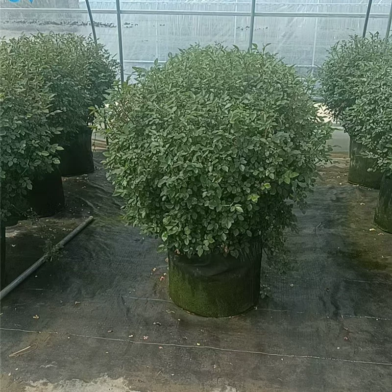 Готовые розовые цветочные шарики формы