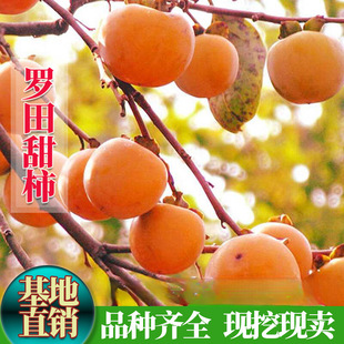 �޽����Ә����_������������������箔��Y���Ϸ������Nֲ������