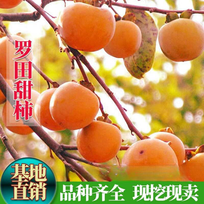 Саженцы персика, саженцы сладкого персика Луотиан, саженцы хрустящего сладкого персика, саженцы плодовых деревьев, посаженные в южной и северной части в одном году.