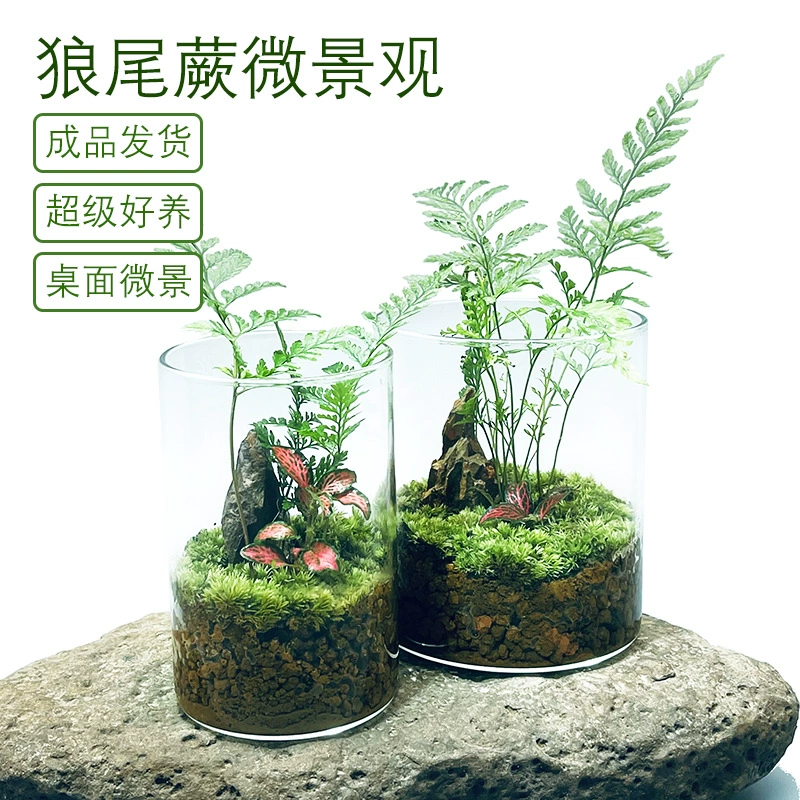 [Wolf Tail Mountain] Мх настольное стекло пейзаж креативный ландшафтный дизайн горшечные растения украшения для гостиной микропейзажные растения