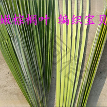 叶婚礼采编太保蚂蚱编织新鲜蝴蝶棕榈棕榈叶材料棕编粽麦背景宝贝