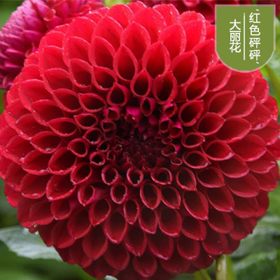 花のダリアの花はボールを植えます。|undefined