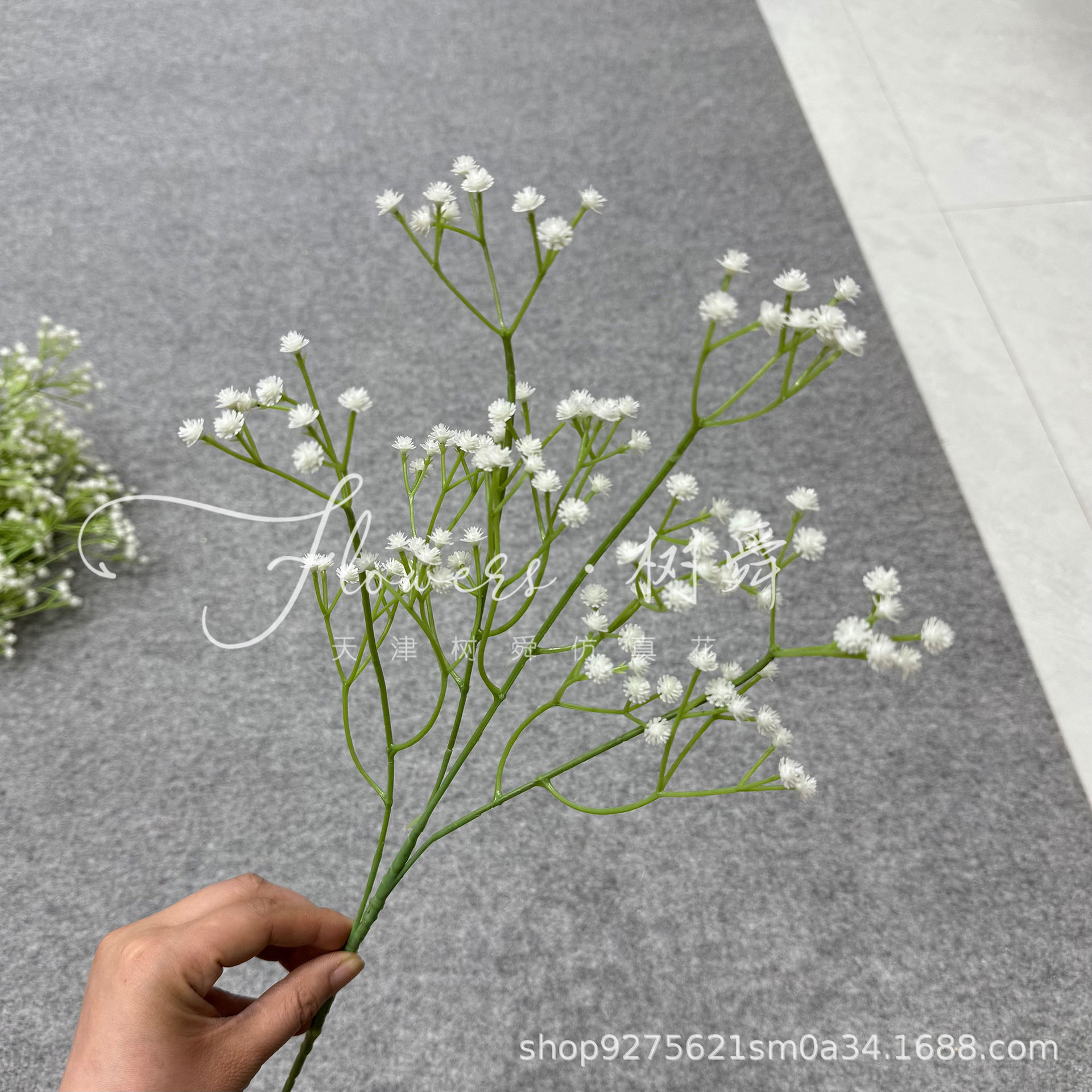 Gypsophila