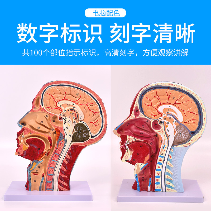 ����ͷ�沿����Ѫ����ģ�;�������ѧ�沿��Ѫ�ܼ���ṹģ��