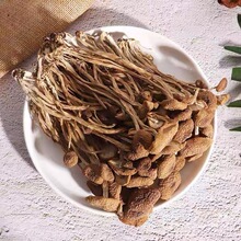 新货净重茶树菇干货500g古田新鲜干菇类批发炖汤煲汤香菇