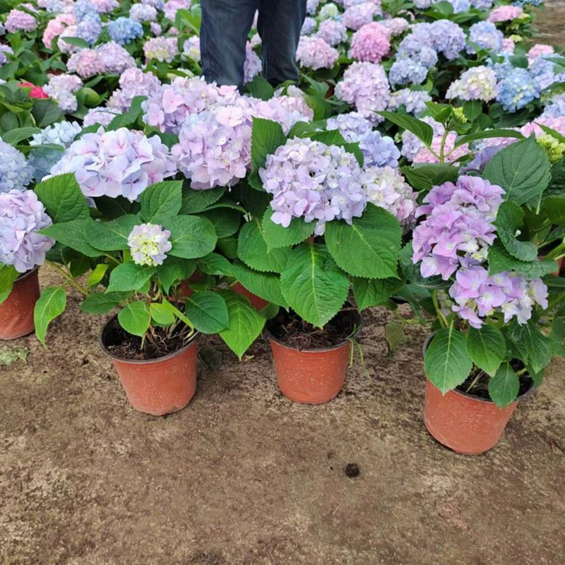 Оптовая Гортензия Зеркальная Рассада Гортензия Бесконечный Летний Проект Рассада Вилла Озеленение Саженца Длительный Период Цветения Градиентный Цвет