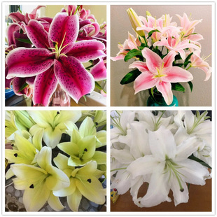 �r���ٺϻ�������r�л�����ֱ�l��ˮ�ۼt�S�ײ廨�ζ��^������֦