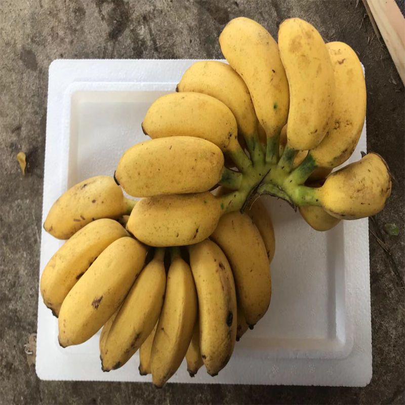 Bananas Guangxi millet fresh Net weight 359 natural millet Ripener pregnant woman fruit