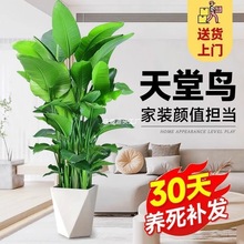 BGֲֲ͏d˴;Gֲ҃·ȩQm