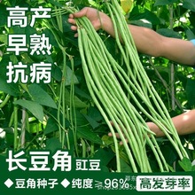 三尺绿豆角种子绿条豇豆翠绿色长豆角大棚露天基地蔬菜种子