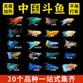 中国斗鱼活体活鱼冷水淡水观赏鱼鱼苗耐养不打氧小型鱼好养活鱼