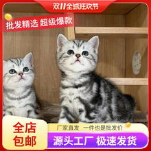 批发纯种美短猫幼猫活体虎斑猫矮脚猫小猫活物宠物猫咪美短加白起