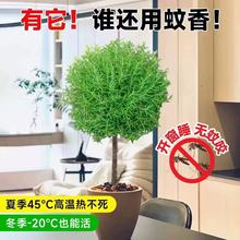 迷迭香棒棒糖盆栽阳台香草植物苗庭院四季好养开花牛排可食用香料