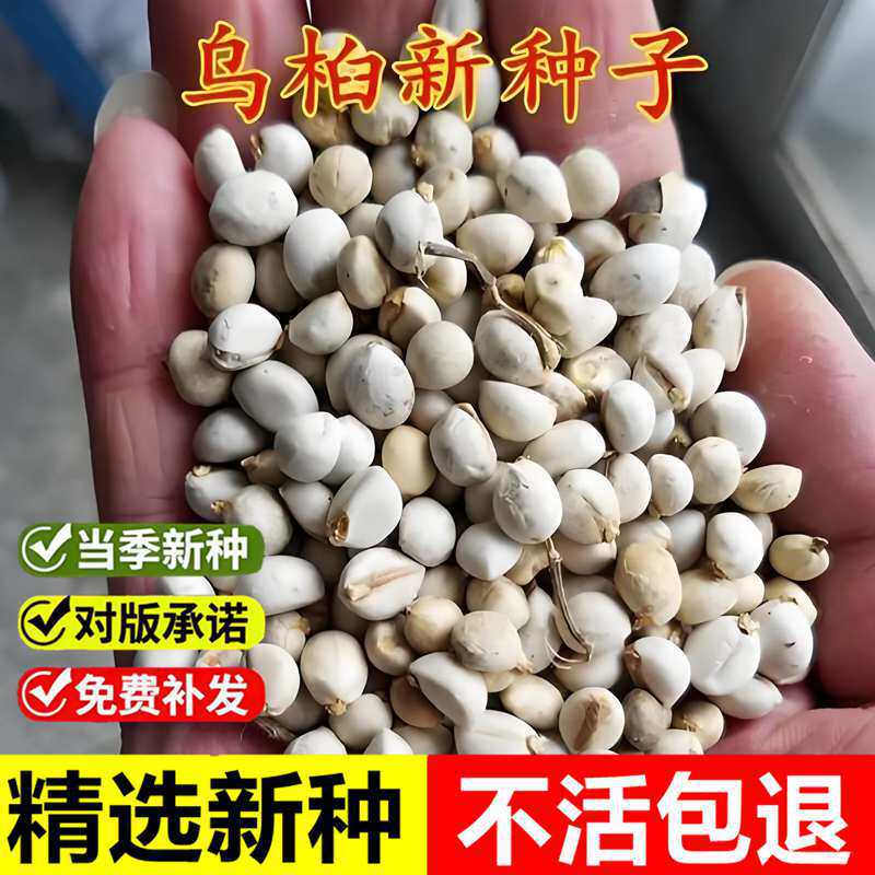 当年新采乌桕种子山乌桕腊子树种籽桕子树室外园林景观绿化苗木树