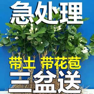Double-Petaled Jasmine Potted Plant with Buds, Strong Fragrance, Indoor Green Plant, Flower Collection, Blooms in All Seasons and Is Easy to Maintain