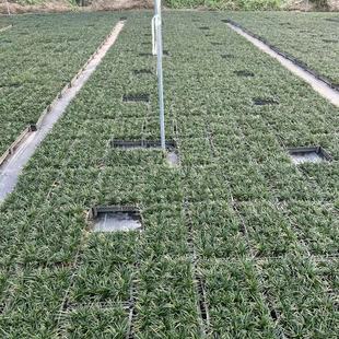 Guangdong Yulong Grass for Paving, Soil Stabilization, Slope Protection, Sand Stabilization, Erosion Control, Embankment Stabilization, Ecological Greening, Cold-Season Grass, Slope Protection Grass