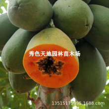 木瓜果树苗冰糖红心木瓜苗特大果苗果树苗南北方种植盆栽当年结果