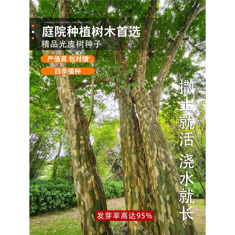 光皮树梾木-光皮树梾木批发、促销价格、产地货源 - 阿里巴巴