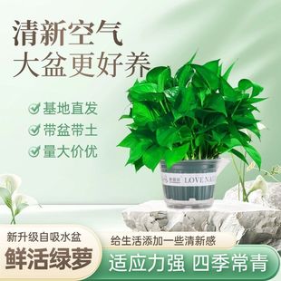 �G�jһ�����B�׻��҃�ֲ�ﻨ�ܴ������~�G�}����ȩ�·�����ȩ�Gֲ