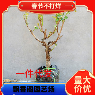 һ�����l�{��ʯ��������䱱���Ϸ��NֲͥԺ���ٵ����������ј��m