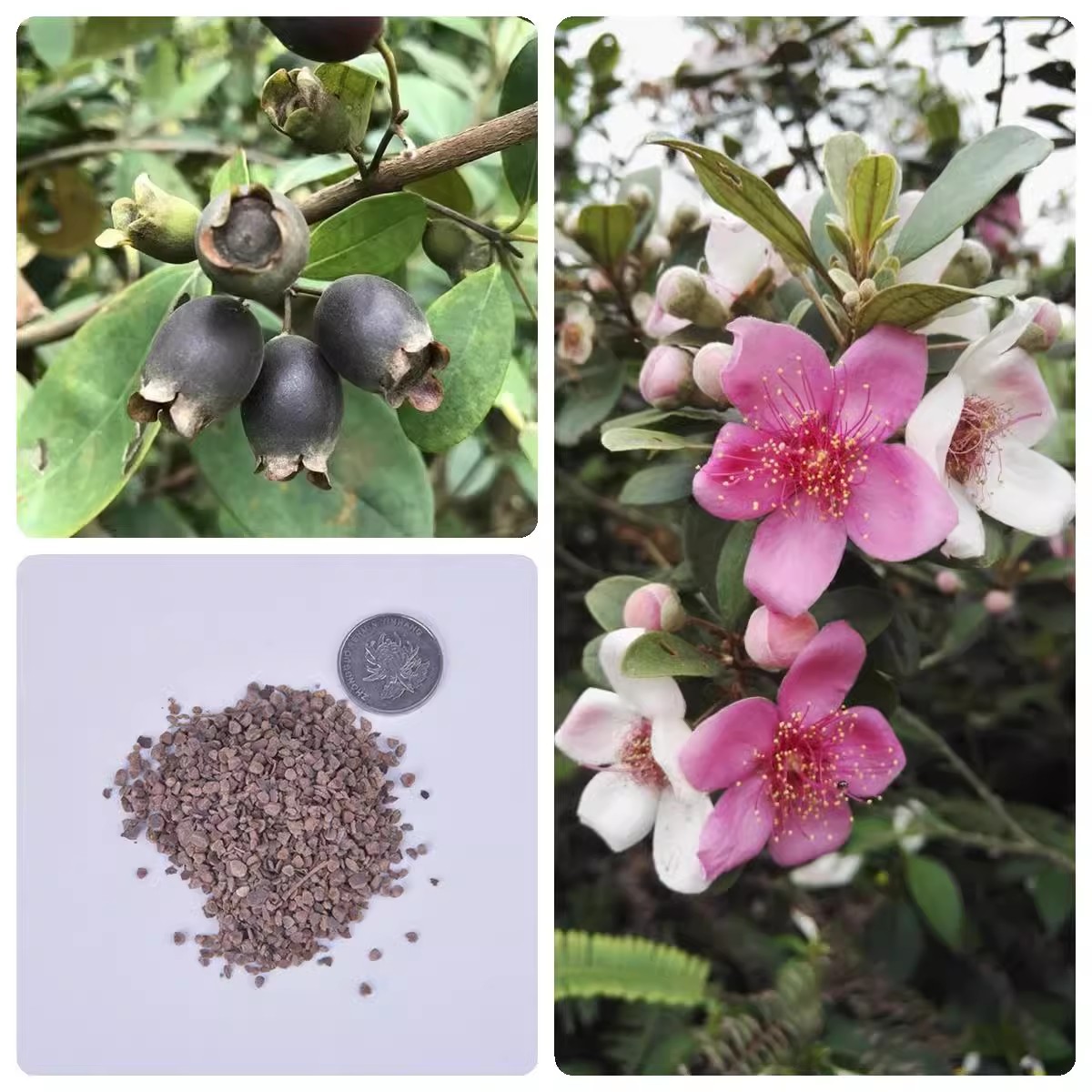 桃金娘种子净种哆尼 仲尼 山菍 多莲 当梨根 桃舅娘 当泥稔子树种