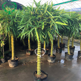 Buddha Belly Bamboo Potted Bamboo, Green Bamboo, Various Specifications and Various Bamboo Indoor and Outdoor Large Plants to Beautify the Environment and Green Plants