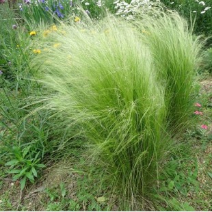 Stipa Capillata Linn Perennial Dense Grass