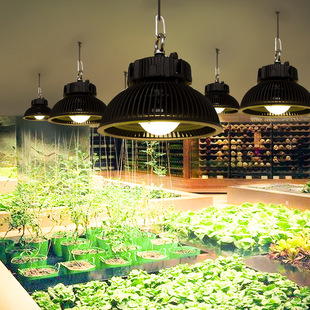 COB LED ֲ�����L��ȫ���V Luminus ��ԴLED��̫� ֲ����a���