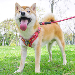 犬の牽引紐の胸のベルトは犬のロープを散歩します。