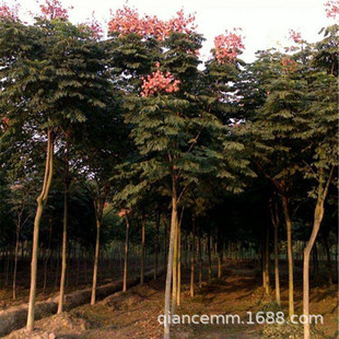 栾树苗庭院风景树黄山栾北京栾树大树苗南方北方种植园林绿化树苗-阿里巴巴