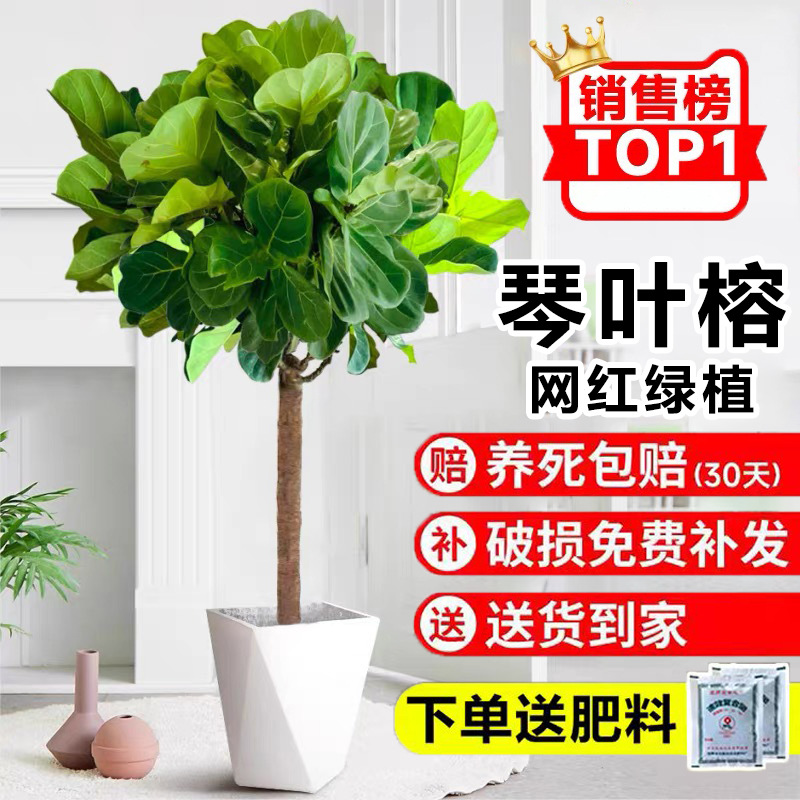 Qinye Banyan planta verde sala de estar gran planta en maceta árbol de goma planta de hoja grande oficina absorbe formaldehído, fácil de cultivar flores