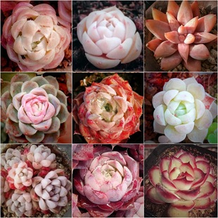 Succulent Plant Wholesale New Product Succulent Flower Combination Potted Expensive Product Succulent Wholesale Self-Produced and Sold