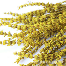 ♔狂想者永生花薰衣草干花薰衣草干花永生花家居装饰插花diy