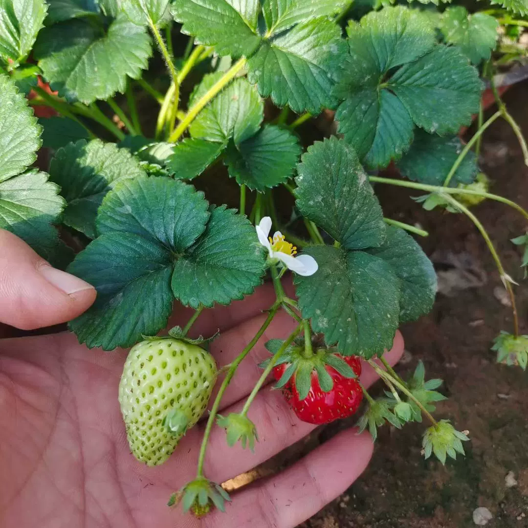 草莓苗 批发易活奶莓苗 盆栽好养四季草莓苗 可阳台种植当年结果