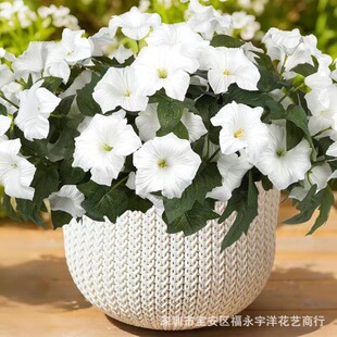 �羳���R�d����7�^���栿ţ�� �����Ҿӻ�Y�����b�c���յ���