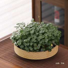 水培陶瓷花盆大口径特大浅口盆铜钱水仙中式剑山水养古法鱼缸盆