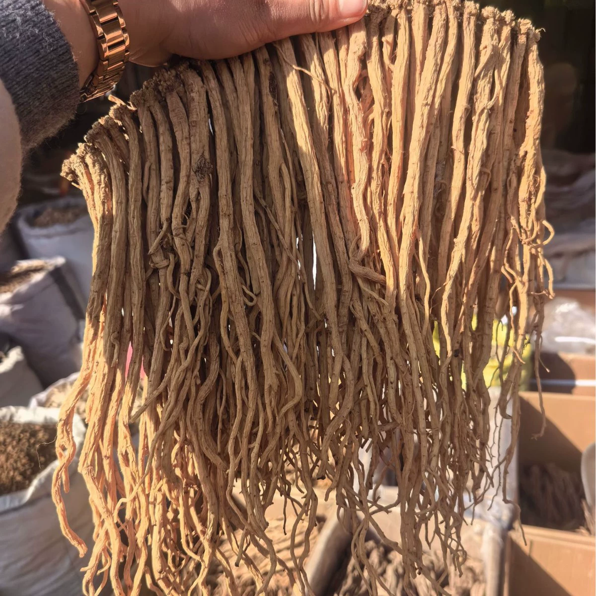 "Manufacturer wholesale 250g sulfur-free Codonopsis pilosula dry goods whole Chinese herbal medicine strips bulk edible Gansu Minxian Codonopsis pilosula"