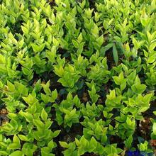 ���l�@��ɫ�KС���ɭŮؑ��zŮؑ�������~�c�Y�@��ɫ�K������