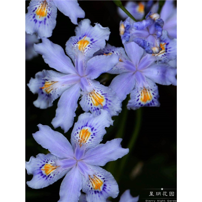 多年生蓝色鸢尾花苗花镜常绿耐寒耐热耐阴别墅庭院花园花境植物