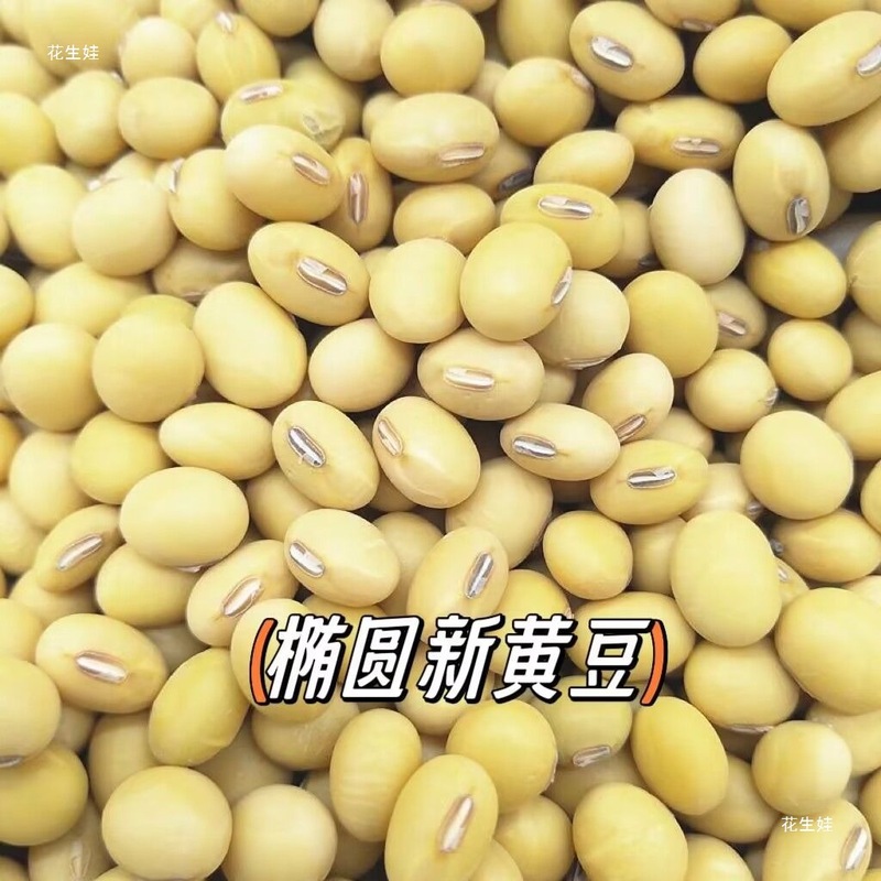 楕円形の大豆、楕円形の自家栽培農場品種、楕円形の豆乳、豆腐、豆|undefined
