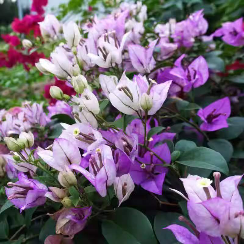 9.9 Flores frecuentes variedades de ciruela triangular en maceta jardín de plántulas es bueno para alimentar las plantas de vid de flores image 35