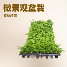 源头厂家大量蕨类排骨草穴盘苗园林微景观小盆栽专用花卉种苗批发