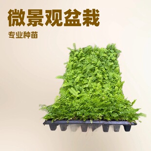Source Manufacturer Wholesale of Large Quantities of Fern Ribs, Grass Plug Seedlings, Garden Micro-Landscape Small Potted Plants, Special Flower Seedlings