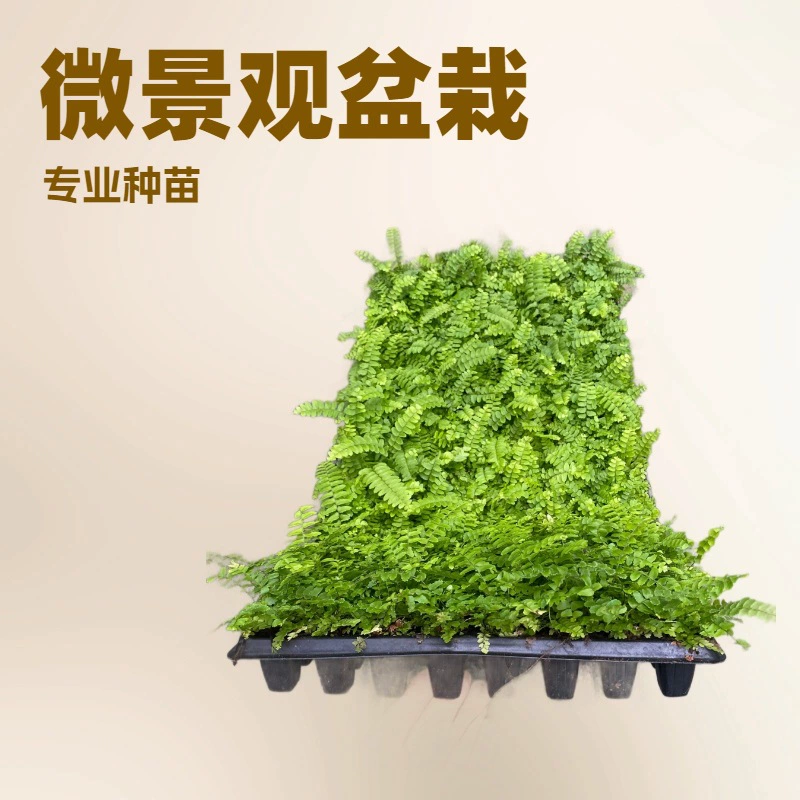 Оптовая продажа от производителя больших количеств папоротников, лотков для рассады с отверстиями для травы, садовых микроландшафтов, маленьких горшков для специальных цветочных рассады.