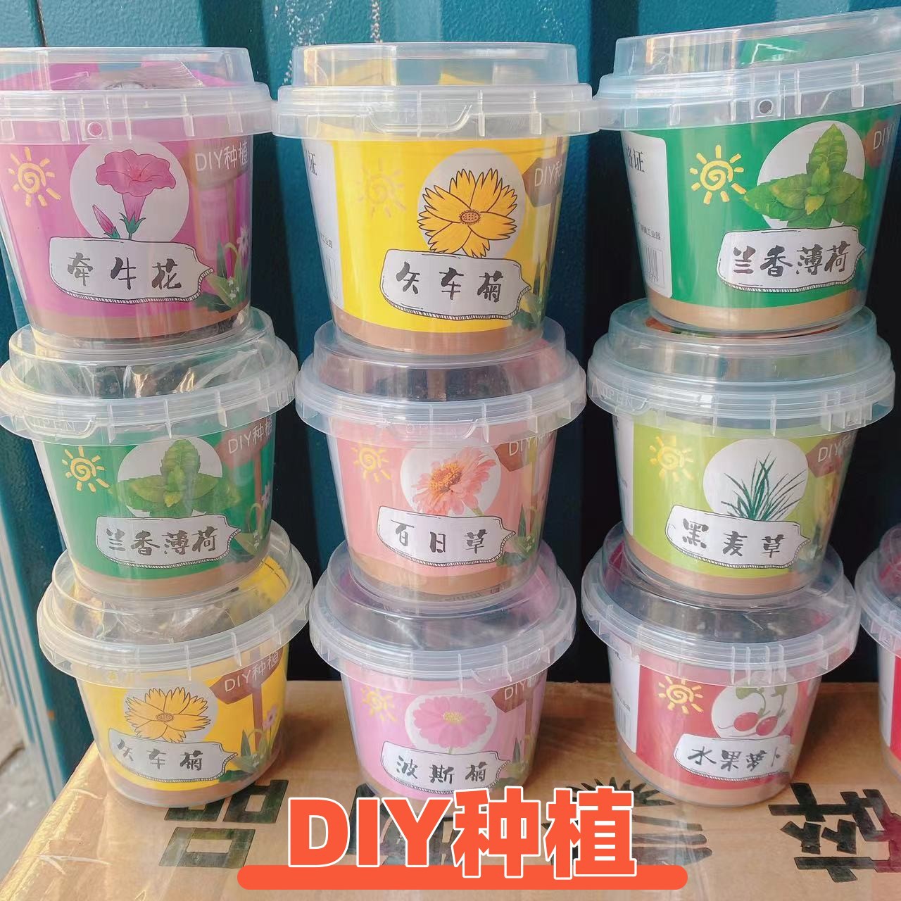 儿童小盆栽种植观察幼儿园植物发芽办公室阳台手工DIY植物种子创