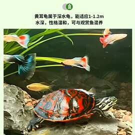 深水火焰龟乌龟活物鱼缸混养观赏龟家养小乌龟宠物黄耳龟冷水