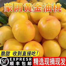 【顺丰现货】农家自黄金油桃蒙阴新鲜水果脆甜黄桃子5斤3顺丰孕妇
