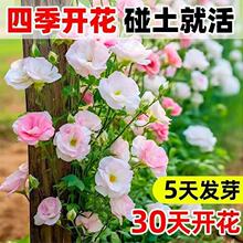 ��۹����N���ļ��N�׻��҃������_���N������õ�廨�N�ѻ���