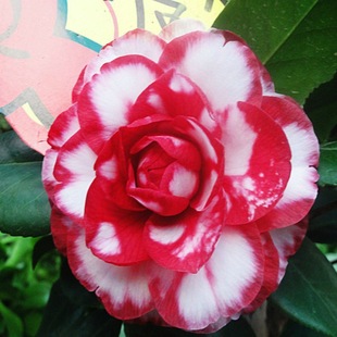 Ԫ�ߴ�Ԫ���軨��ɽ�軨�����ļ��Gֲ�ﻨ���^��ͥԺ�̨õ��ĵ��