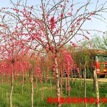 lG̴ֱҴ ֦ҹ̘ һһ